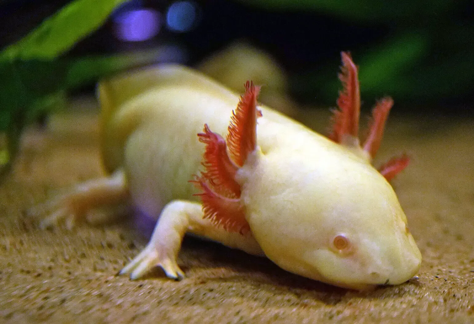 Imagem do Axolote